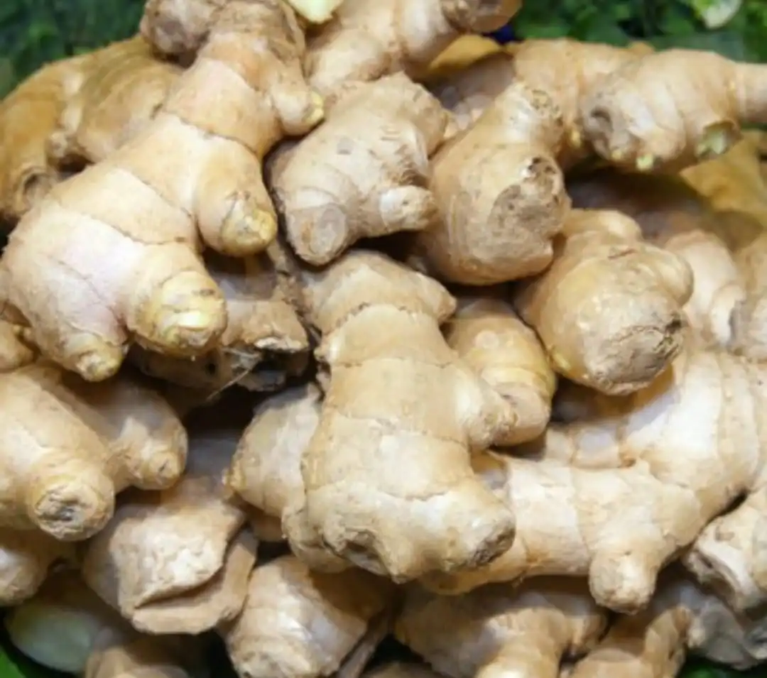 Tubérculo sumamente usado en la cocina y como medicina