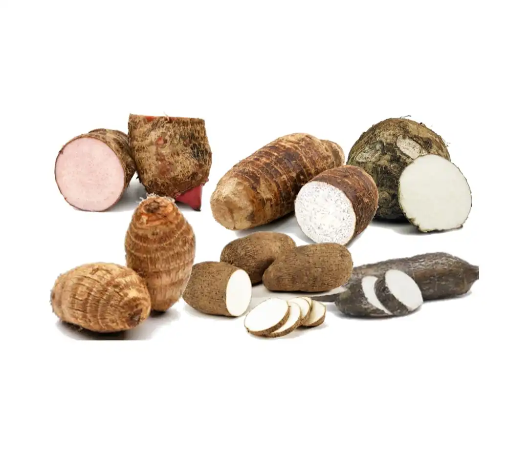 La malanga es un tubérculo comestible que pertenece a la familia de las Araceaes originaria de Asia, África y Oceanía.