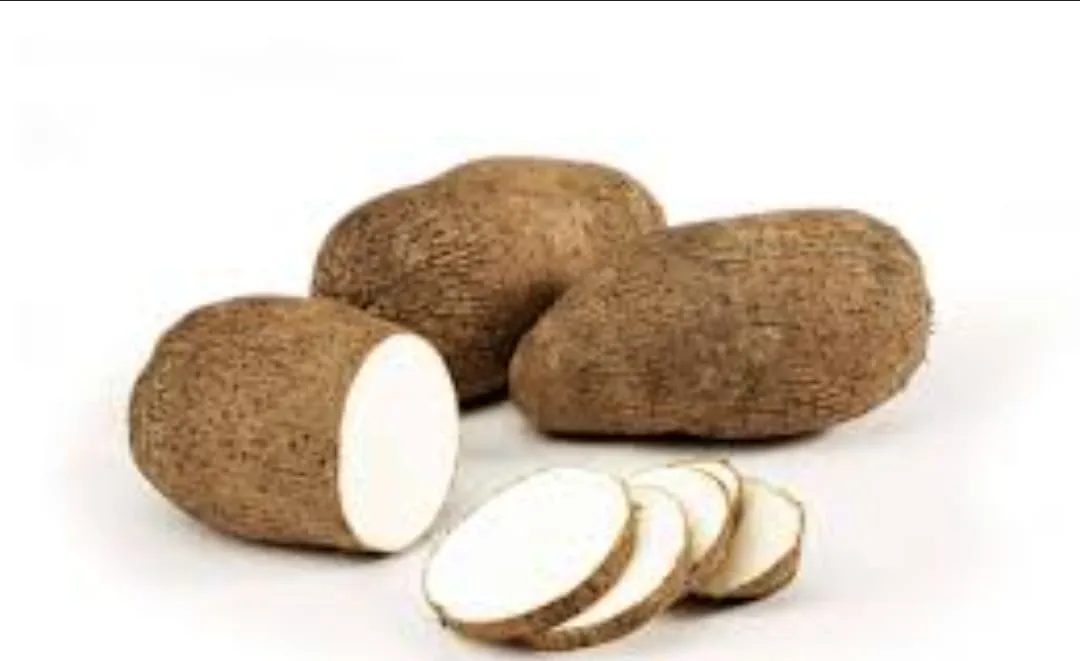 El ñame es un tubérculo perteneciente al género dioscorea, que agrupa más de 600 especies distribuidas principalmente en regiones tropicales y subtropicales de África, Asia, América Latina y Oceanía 