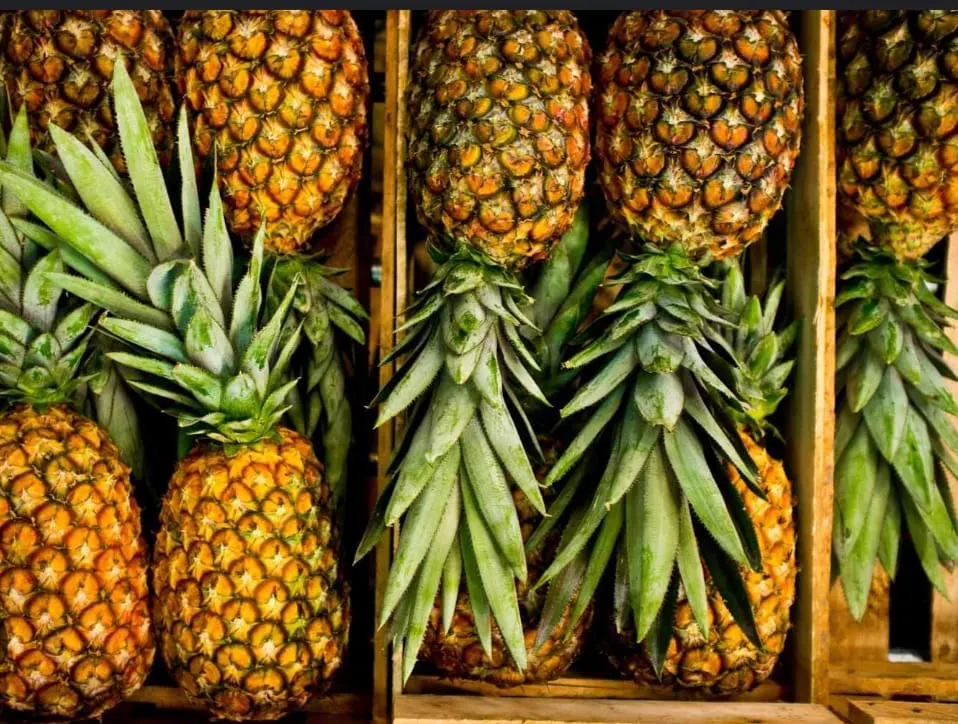 La piña es  el producto por excelencia para la exportación desde Costa Rica, de excelente calidad, color y sabor