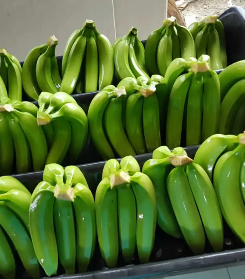 Plátanos verdes de excelente calidad en racimas pequeñas